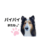 看板犬コタロー（個別スタンプ：25）