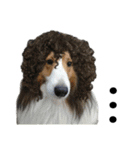 看板犬コタロー（個別スタンプ：31）