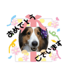 看板犬コタロー（個別スタンプ：32）