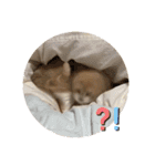 ふくすたんぷ2（個別スタンプ：5）