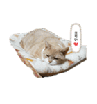ふくすたんぷ2（個別スタンプ：10）