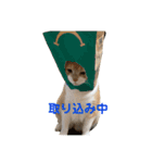 ふくすたんぷ2（個別スタンプ：21）