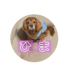 おうぴちゃん②（個別スタンプ：13）