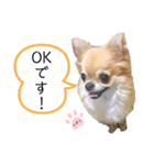 しずくの基本スタイル（個別スタンプ：5）