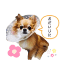 しずくの基本スタイル（個別スタンプ：16）