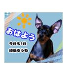 LovelyMini pin's   2（個別スタンプ：1）