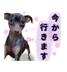 LovelyMini pin's   2（個別スタンプ：4）