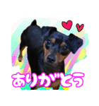 LovelyMini pin's   2（個別スタンプ：5）