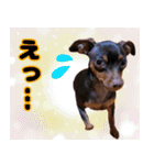 LovelyMini pin's   2（個別スタンプ：9）