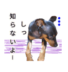 LovelyMini pin's   2（個別スタンプ：10）