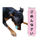 LovelyMini pin's   2（個別スタンプ：12）