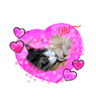うちのねこ(しゃけさば)（個別スタンプ：1）