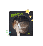 うちのねこ(しゃけさば)（個別スタンプ：2）