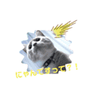 うちのねこ(しゃけさば)（個別スタンプ：3）