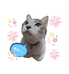 うちのねこ(しゃけさば)（個別スタンプ：4）