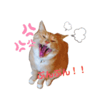うちのねこ(しゃけさば)（個別スタンプ：5）