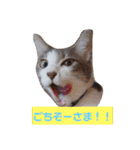 うちのねこ(しゃけさば)（個別スタンプ：6）