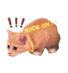 うちのねこ(しゃけさば)（個別スタンプ：7）
