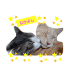 うちのねこ(しゃけさば)（個別スタンプ：8）