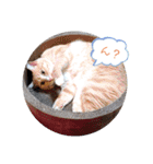 うちのねこ(しゃけさば)（個別スタンプ：9）