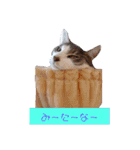 うちのねこ(しゃけさば)（個別スタンプ：10）