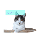 うちのねこ(しゃけさば)（個別スタンプ：11）
