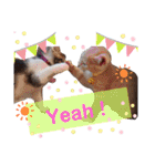 うちのねこ(しゃけさば)（個別スタンプ：12）
