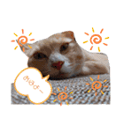 うちのねこ(しゃけさば)（個別スタンプ：13）