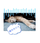 うちのねこ(しゃけさば)（個別スタンプ：14）