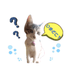 うちのねこ(しゃけさば)（個別スタンプ：15）