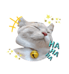 うちのねこ(しゃけさば)（個別スタンプ：16）