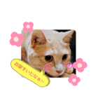 うちのねこ(しゃけさば)（個別スタンプ：19）