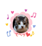 うちのねこ(しゃけさば)（個別スタンプ：20）
