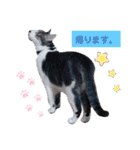 うちのねこ(しゃけさば)（個別スタンプ：21）