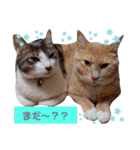 うちのねこ(しゃけさば)（個別スタンプ：24）