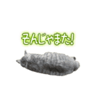 ロンのひとこと（個別スタンプ：1）