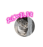 ロンのひとこと（個別スタンプ：6）