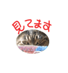 ロンのひとこと（個別スタンプ：11）