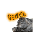 ロンのひとこと（個別スタンプ：13）