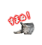 ロンのひとこと（個別スタンプ：14）