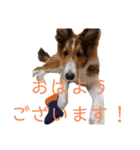 シェルティージョンのスタンプ（個別スタンプ：1）