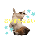 シェルティージョンのスタンプ（個別スタンプ：2）