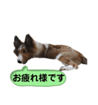 シェルティージョンのスタンプ（個別スタンプ：3）