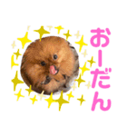 かみなり兄弟とぴと。（個別スタンプ：10）