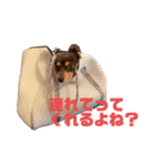 かみなり兄弟とぴと。（個別スタンプ：14）
