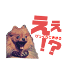 かみなり兄弟とぴと。（個別スタンプ：17）