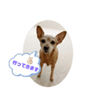シーズー＆ミニピン小梅とプリン④（個別スタンプ：6）