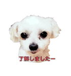 ユキルナ（個別スタンプ：4）