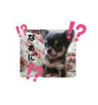 ペット達♪（個別スタンプ：16）