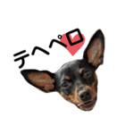 名犬サクちゃん2（個別スタンプ：1）